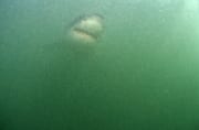 Frontal anschwimmender Weißer Hai im planktonreichen (00014570)
