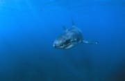 Weißer Hai/Great White shark/Carcharodon carcharias

Baby Weißer Hai 

Baby Great White Shark 

Sechs Seemeilen vor der Kueste von Gansbaai, ganz in der Naehe von Dyer Island und Gyser Rock ist ein Baby Weißer Hai dicht unter der Wasseroberflaeche unterwegs. Weiße Haie sind nach der Geburt – sie sind zu diesem Zeitpunkt 1,10 bis 1,60 Meter lang - bereits voll entwickelt und von Beginn an auf sich gestellt. Ihre Nahrung besteht aus kleineren Fischen und Kalmaren. Jungtiere sind sehr vorsichtig und suchen sofort das Weite wenn ein  ausgewachsener Hai auftaucht. Nur wenige Jungtiere erreichen das Erwachsenenalter. (00015225)