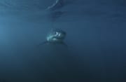 Baby Weißer Hai schwimmt frontal an (00015258)