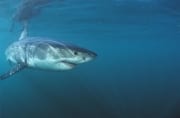 Junger Weißer Hai aendert seine Richtung (00015260)