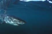 Junger Weißer Hai in unmittelbarer Kameranaehe (00015264)