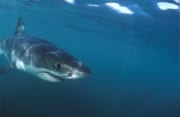 Junger Weißer Hai kommt ganz nahe heran (00015265)