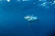Junger Weißer Hai: Ausgesprochen fotogen (00015289)