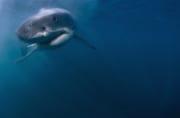 Baby Weißer Hai (00015300)