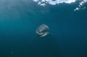 Weißer Hai Baby auf Nahrungssuche (00015334)