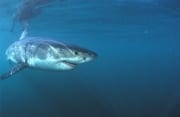 Baby Weißer Hai auf Konfrontationskurs (00015360)