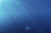 Baby Weißer Hai: Viele ueberleben nicht das erste Jah (00015393)
