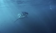 Junger Weißer Hai sondiert vorsichtig die Lage (00015414)