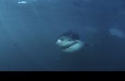 Baby Weißer Hai: Unbeirrt naehert sich der kleine Hai (00015420)
