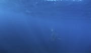 Ein Baby Weißer Hai kommt aus dem großen Blau (00015466)