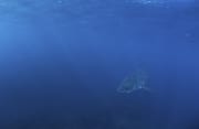 Baby Weißer Hai im großen Blau des Ozeans (00015467)