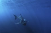 Baby Weißer Hai schwimmt frontal an (00015482)