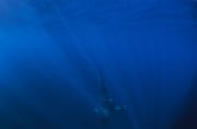 Baby Weißer Hai im unendlichen Blau des Meeres (00015511)