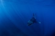 Baby Weißer Hai im lichtdurchfluteten blauen Wasser (00015512)