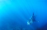 Baby Weißer Hai im schoensten Licht ueber den Meeresboden (00015514)