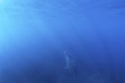 Baby Weißer Hai schemenhaft im blauen Wasser (00015516)