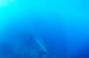 Aus dem geheimnisvollen Blau taucht ein Baby Weißer Hai auf (00015521)