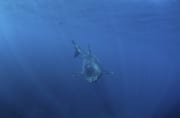 Baby Weißer Hai schwimmt frontal an (00015524)
