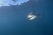 Baby Weißer Hai - Smiley (00016494)