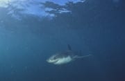 Junger Weißer Hai im planktonhaltigen Wasser (00016501)