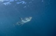 Junger Weißer Hai im planktongetruebten Wasser (00016517)