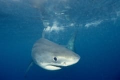 Weißer Hai Baby auf Nahrungssuche (00010311)