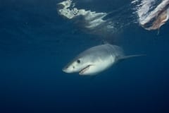 Weißer Hai Baby am Koeder (00010316)
