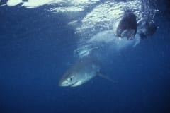 Weißer Hai Baby auf Nahrungssuche (00010348)