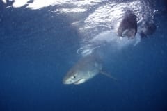 Weißer Hai Baby in Fischkoedernaehe (00010365)