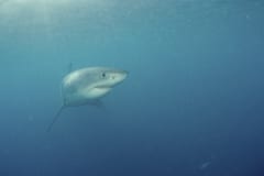 Weißer Hai Baby auf Nahrungssuche (00010366)