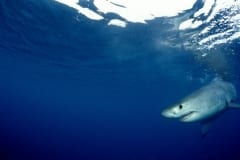 Baby Weißer Hai auf Nahrungssuche (00010377)
