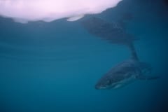 Baby Weißer Hai in der Naehe von Dyer Island (00010414)