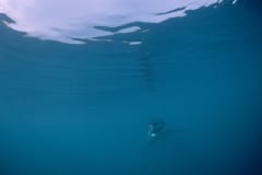 Baby Weißer Hai  in der Weite des Meerese (00010433)