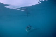Baby Weißer Hai im unendlichen Ozean (00010435)