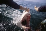 Der Weiße Hai mit weit geoeffnetem Maul (00000308)