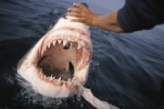Weit oeffnet der Weiße Hai sein Maul (00000309)