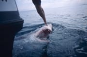 Weißer Hai taucht an unserem Boot auf (00000409)