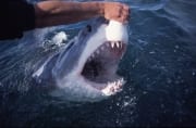 Handberührung an der Schnauzenspitze des Weißen Hais (00001552)
