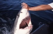 Handkontakt an der Schnauzenspitze des Weißen Hais (00001555)