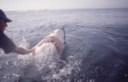 Weißer Hai wendet sich bei Handberuehrung ab (00001567)