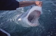 Beruehrung der spitzen Schnauzenspitze des Weißen Hai (00001574)