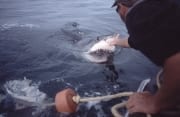 Michael Rutzen beruehrt die Nase des Weißen Hais (00001586)