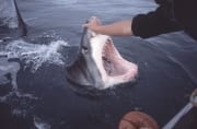 Weit oeffnet der Weiße Hai sein Maul (00001587)