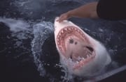 Der Rachen des Weißen Hais (00001589)