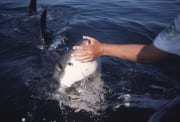 Der Handkontakt an der Schnauzenspitze des Weißen Hai (00001592)
