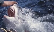 Der ausdruckstarke Blick des Weißen Hais (00001602)