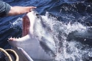 Weit oeffnet der Weiße Hai sein Maul an der Wasserobe (00001928)