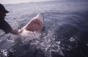 Weit geoeffneter Weißer Hai Rachen (00001940)
