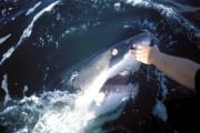 Weißer Hai hat sein Auge weggedreht (00003362)