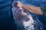Tiefer Blick in das Innere des Weißen Hai Rachens (00003423)